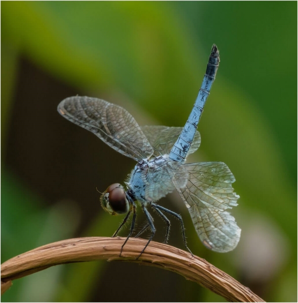 Honour For A Battered Blue Dragonfly Rests By Russell Dickson