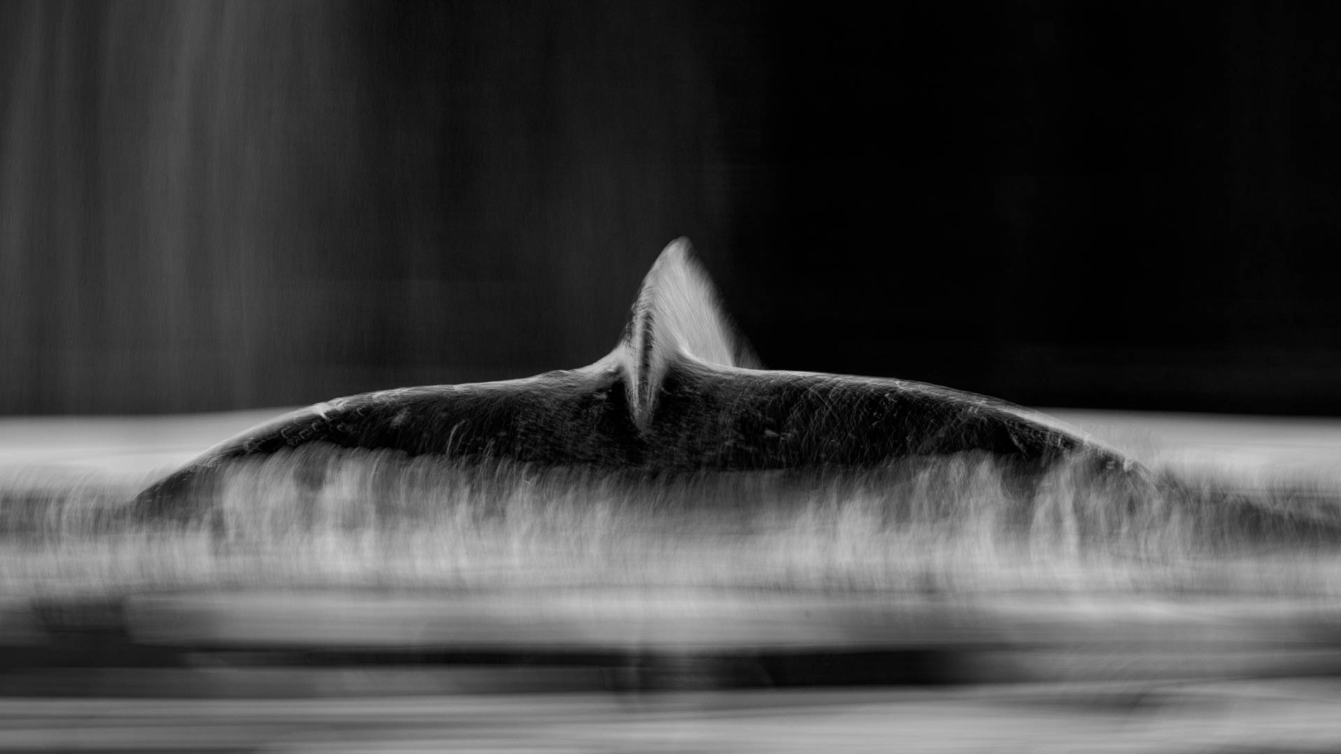 2025 Annual Champion Digital   A Whales Tale By Geoffrey Hui