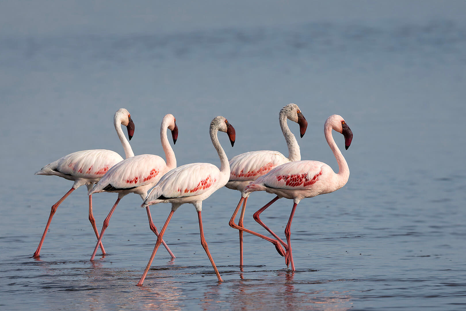 A Grade Silver - Flamingo Parade - Eligia Sword