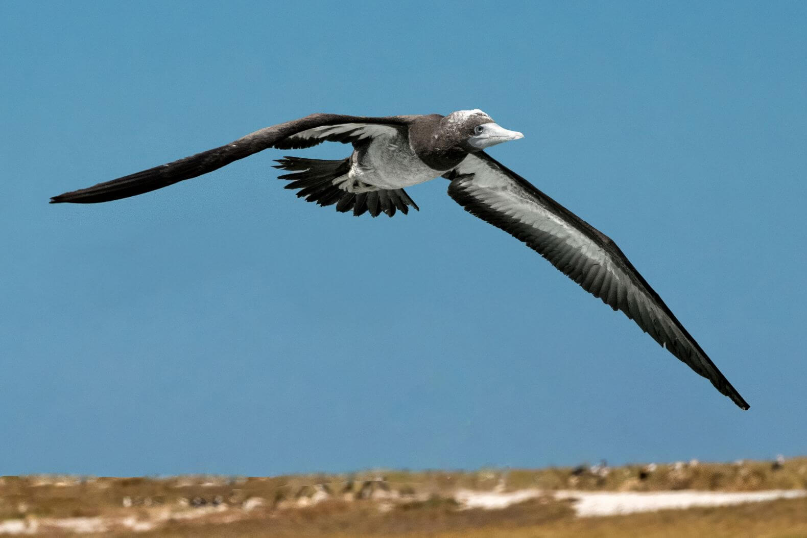 1st For Digital Brown Booby Flyover By Bhaskar Desha
