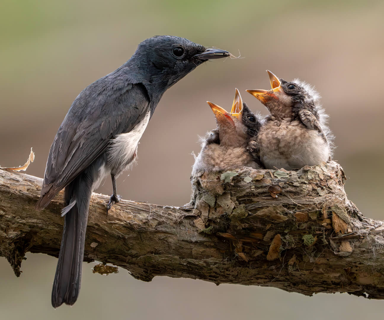 2nd For Digital It's MY Spider By Rose Parr