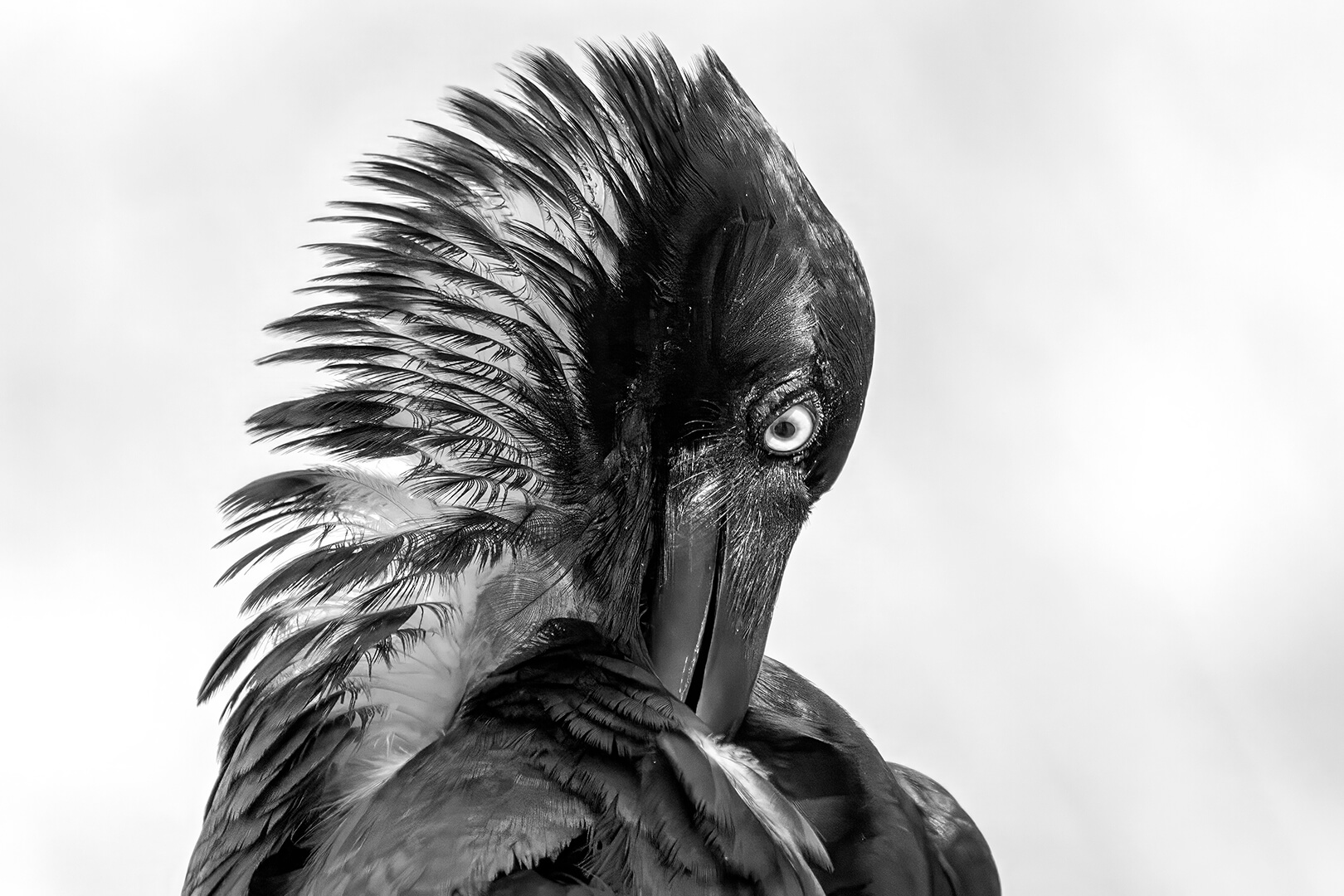 2nd For Digital Ruffled By Eligia Sword