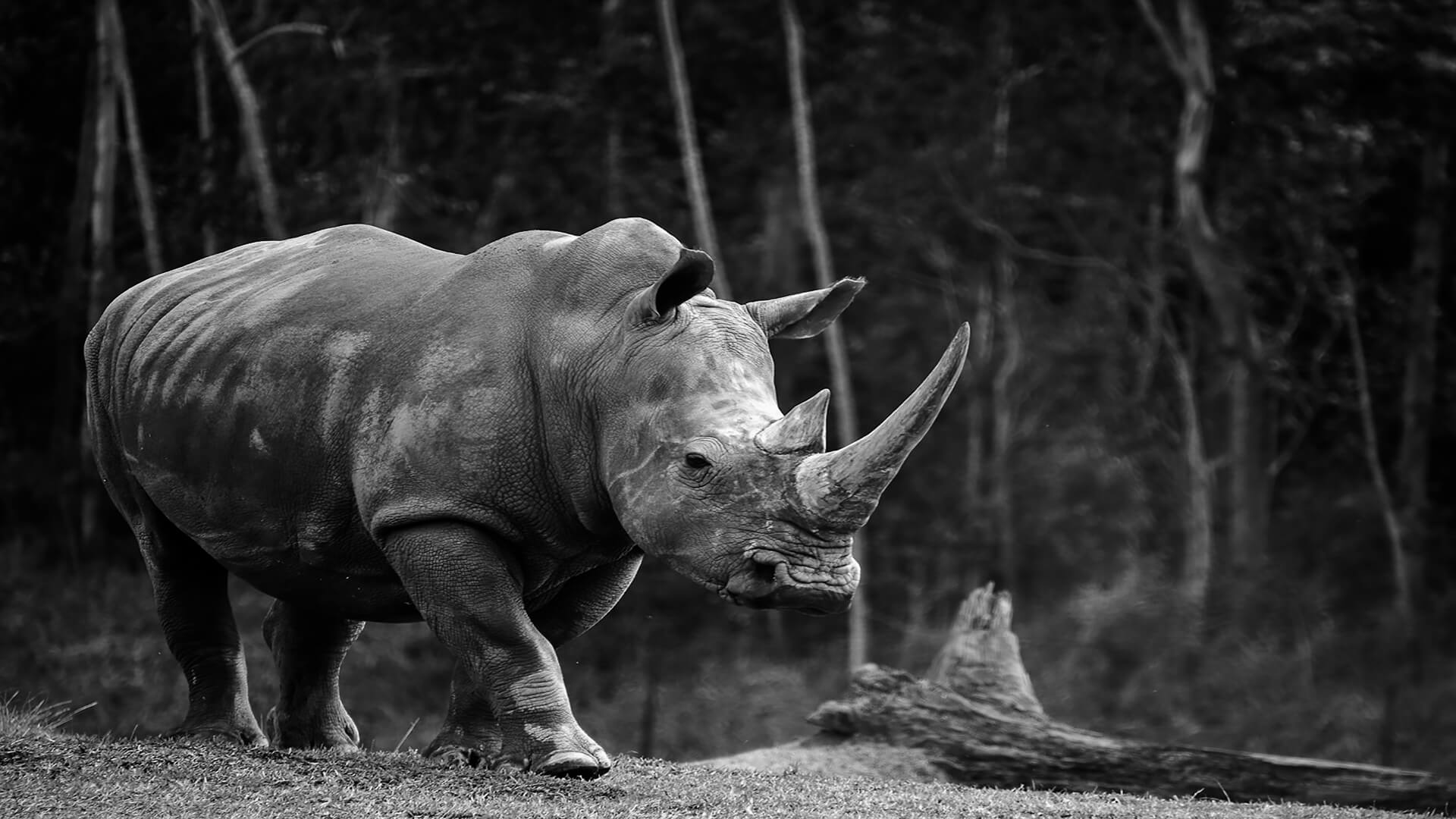 2nd For Print Big Beast By Janet Richardson