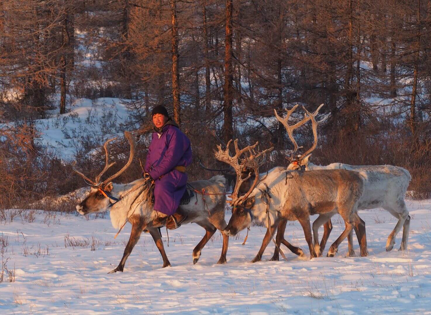 2nd For Print Reindeer Herder By Margaret Kemmery