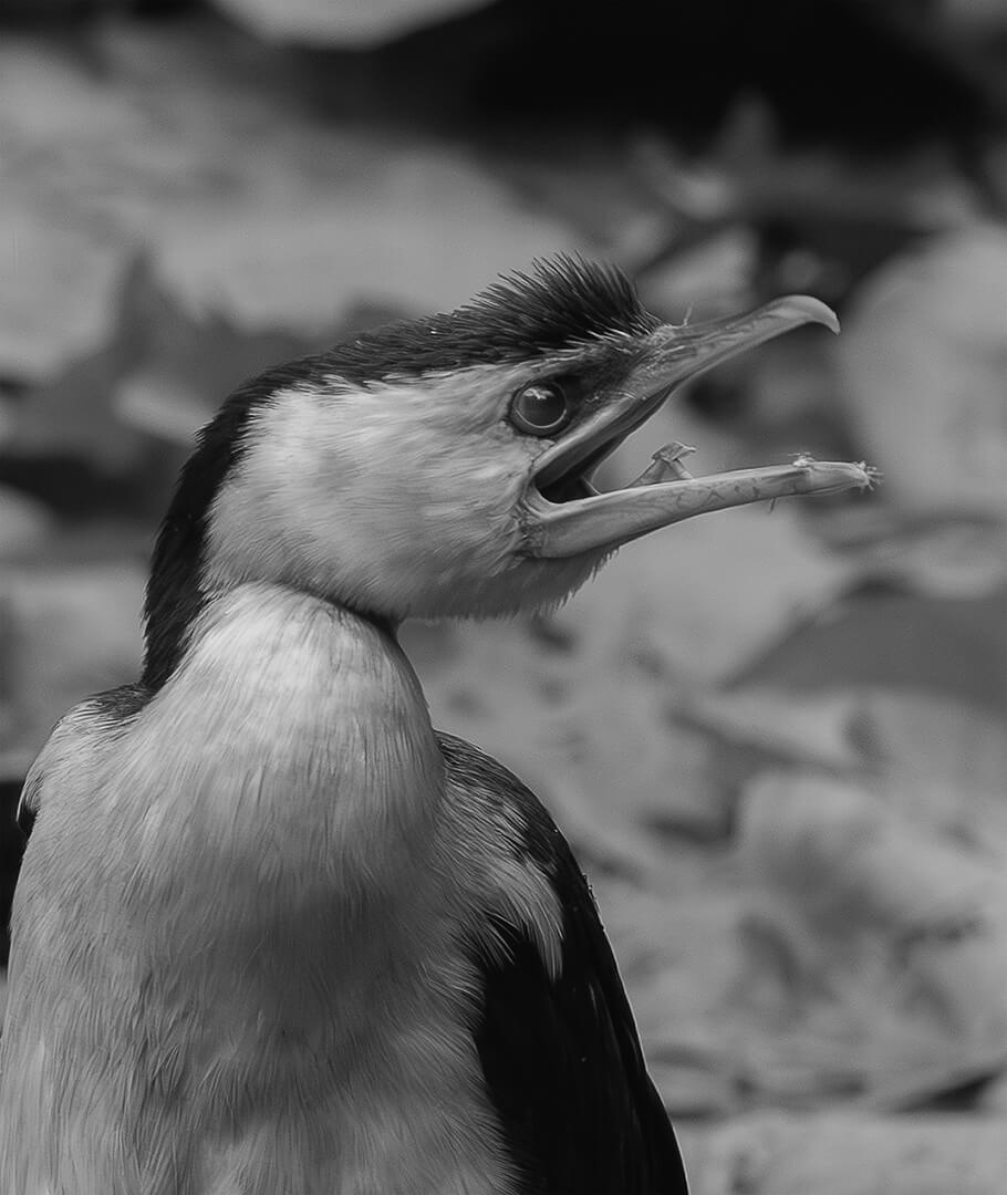 3rd For Digital Angry Bird Copy By Wendy Buick