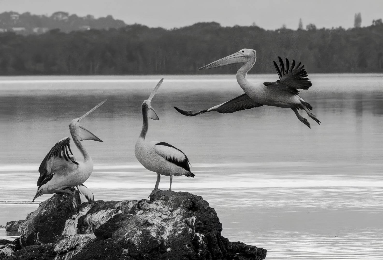 HC For Digital Pelican Abort Landing By Bhaskar Desha