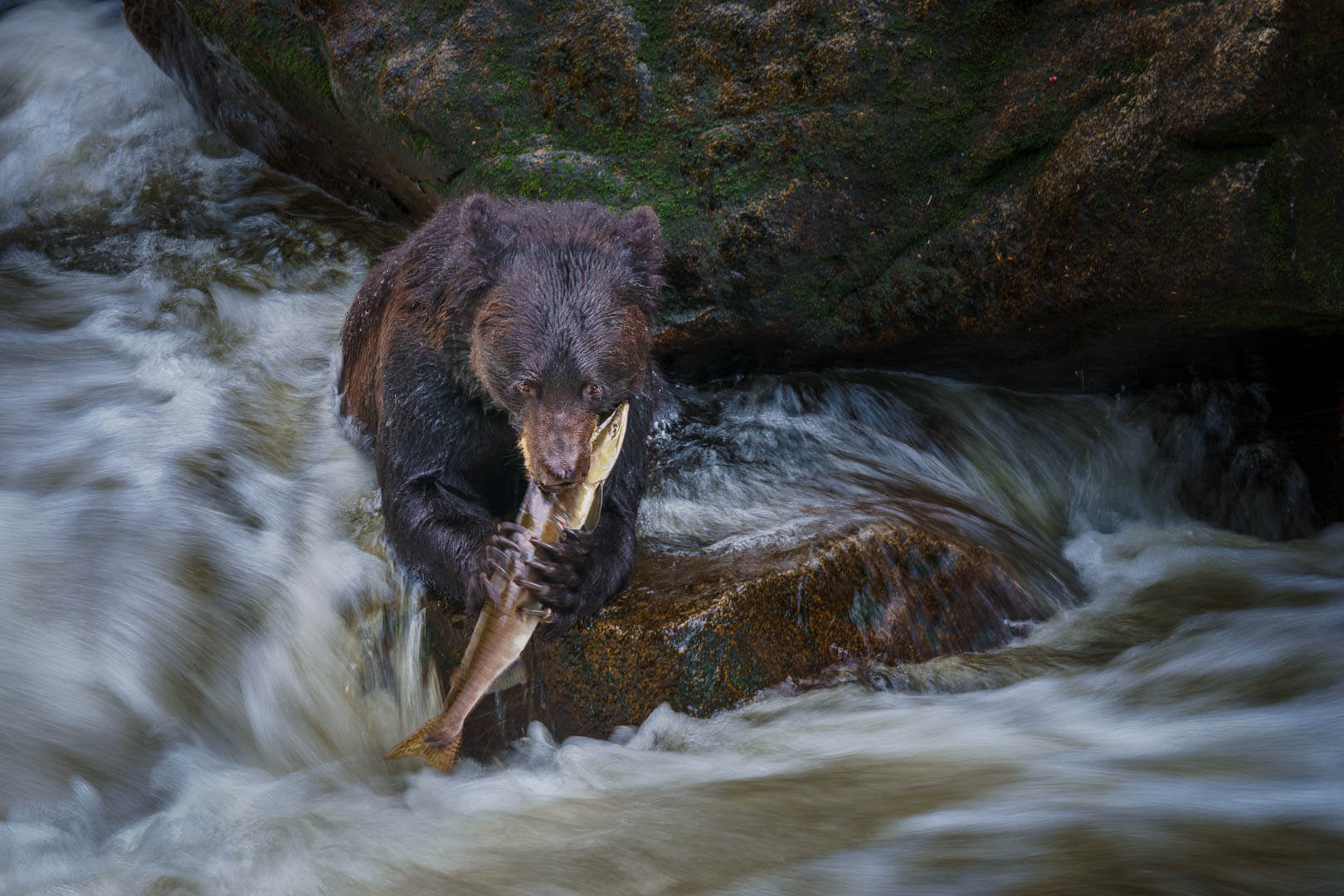 HC For Digital Bear Of Anan Creek AK By Geoffrey Hui