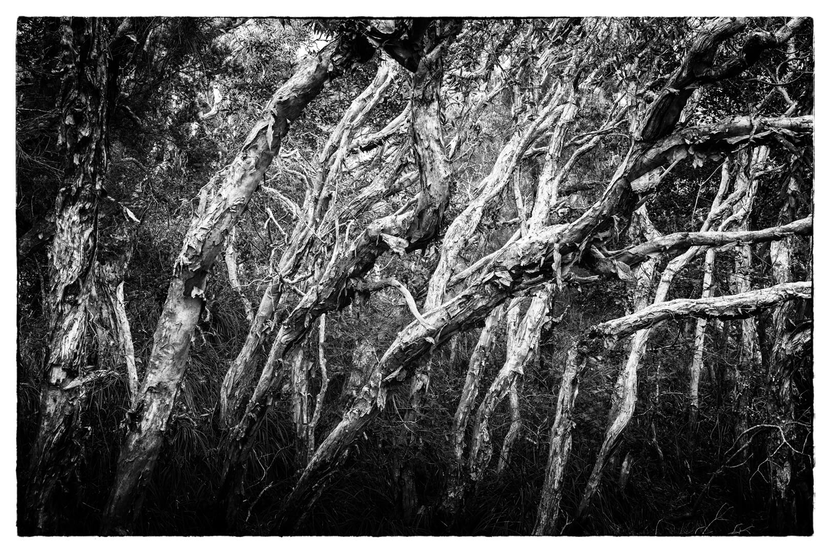 HC For Digital Dance Of The Paperbarks By Dorothy Hurdle