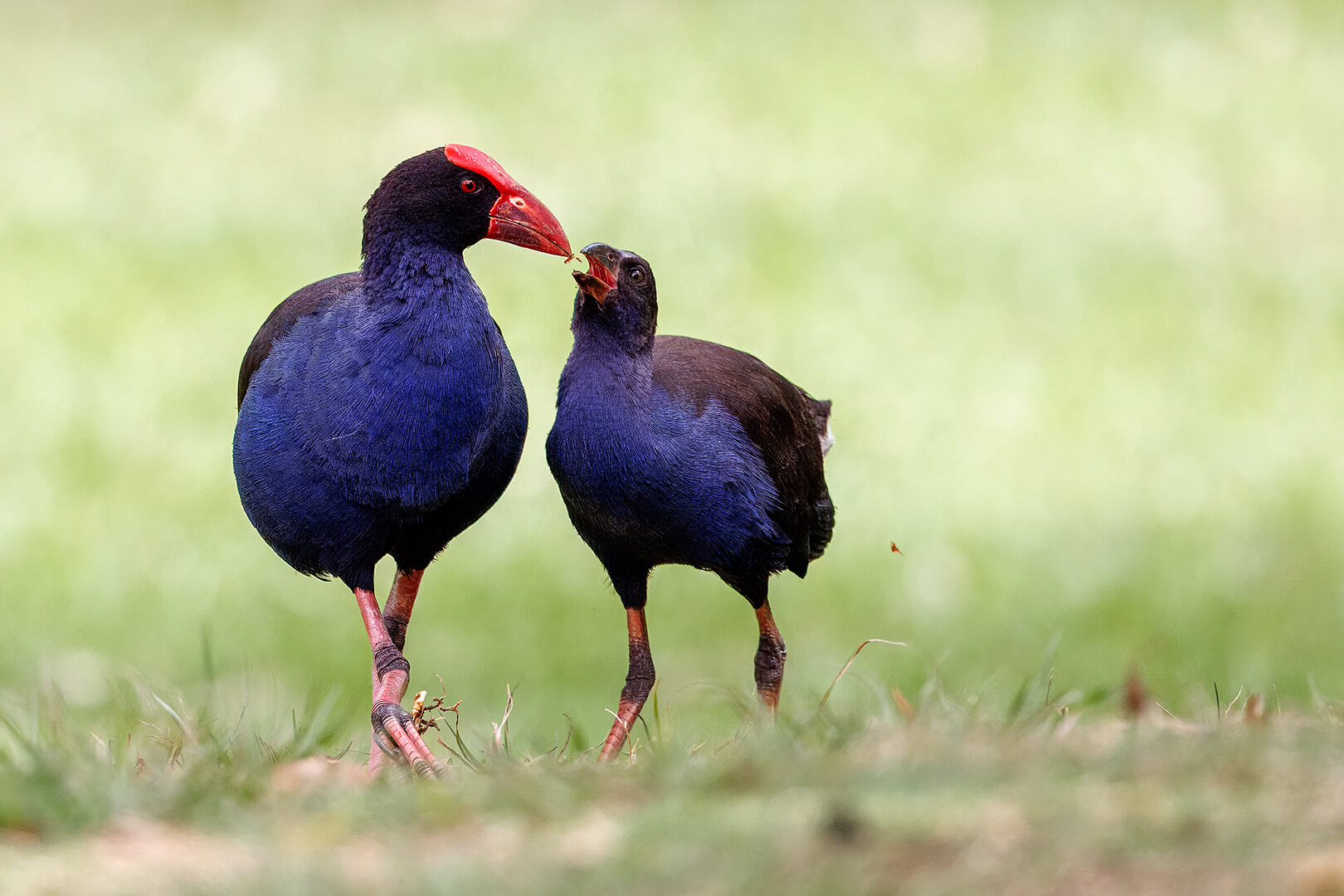 HC For Digital Feeding The Young By Eligia Sword