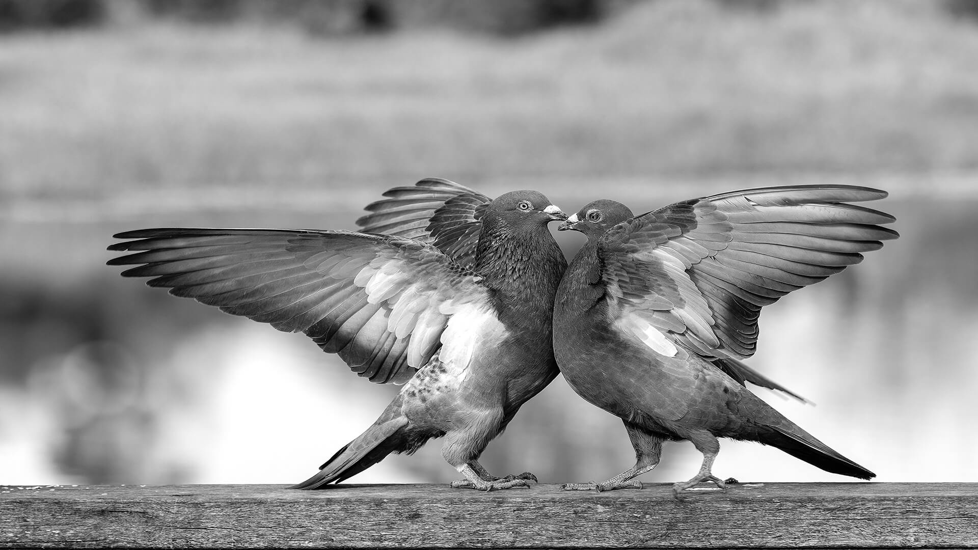 HC For Print Dualing By Liann Haaima