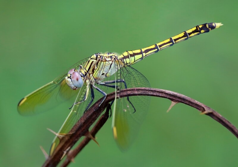 Honour For Blue Skimmer Female By Ann Smallegange