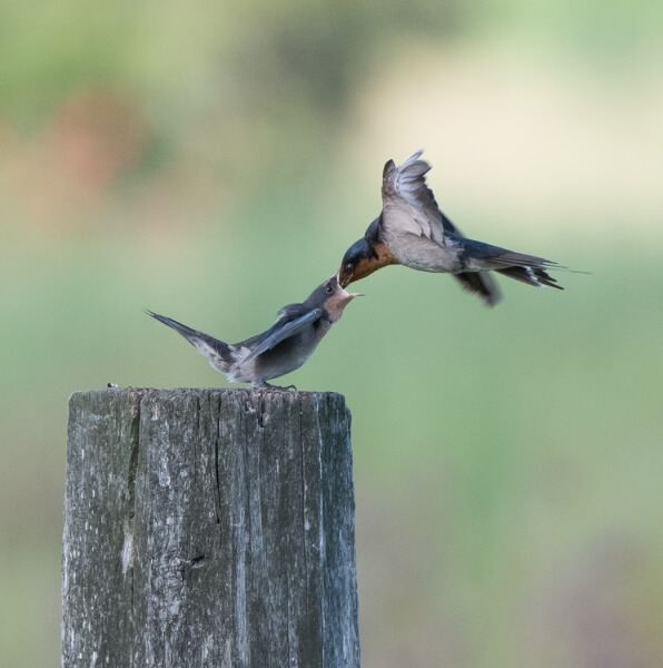 Merit For A Matter Of Survival By Susan Chisholm