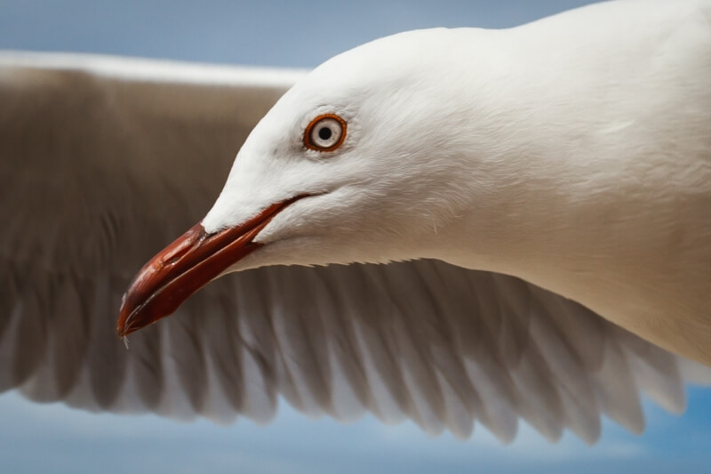 Merit For Mr Beak By Bruce McDonald