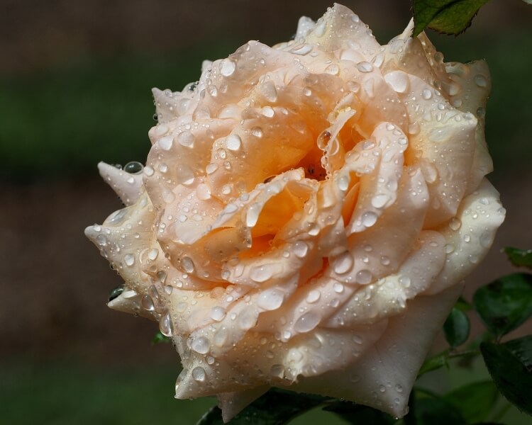 Merit For Rose With Raindrops By Amanada Williams
