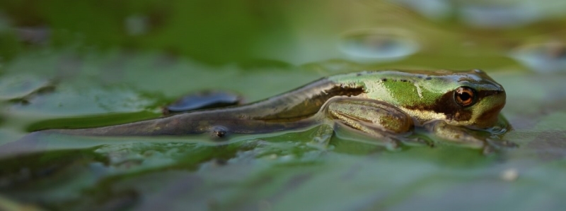 Merit For A Frogs Tale By Maria Duval