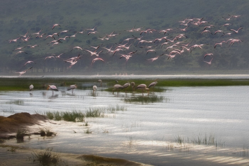 Merit For Bird Paradise By Sam Fernando