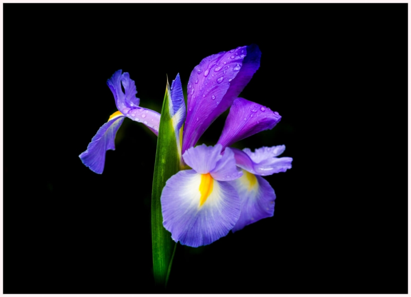 Honour For Bearded Iris By Hazel  Hewlett Smith