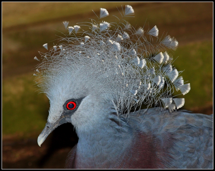 Merit For Beautiful Pigeon By Gordon Dixon