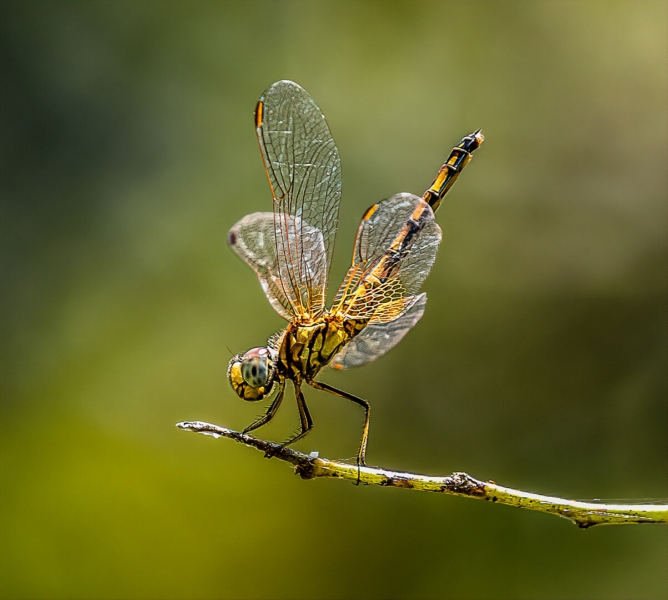 Merit For Dancer By Lekha Suraweera