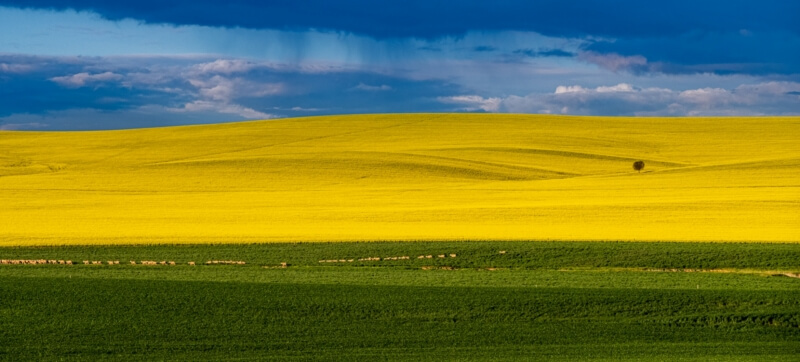 Honour For Digital C23 Fields Of Gold By Julie Geldard