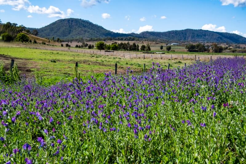 Honour For Digital Purple Patch By Janet Richardson