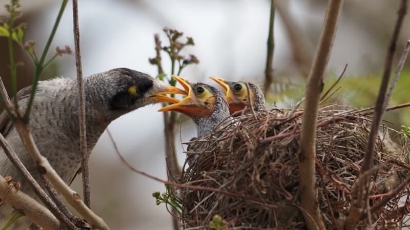 Merit For Digital Hungry Myna Chicks By Amanada Williams