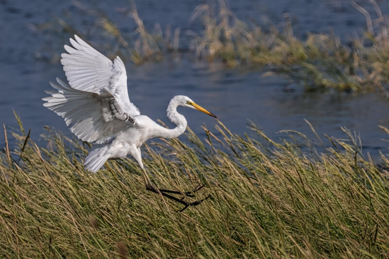 Merit For Print Landing By Lekha Suraweera