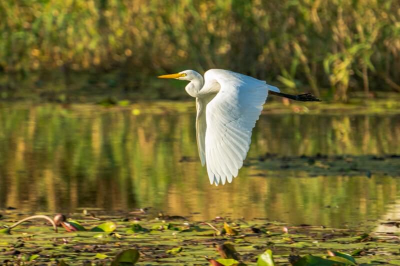 Merit For Print Swamp Patrol By Chris Seen