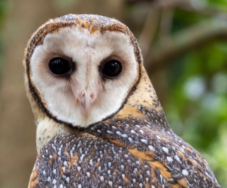 Merit For Print Tiwi Islands Masked Owl 1 By Christine Jull