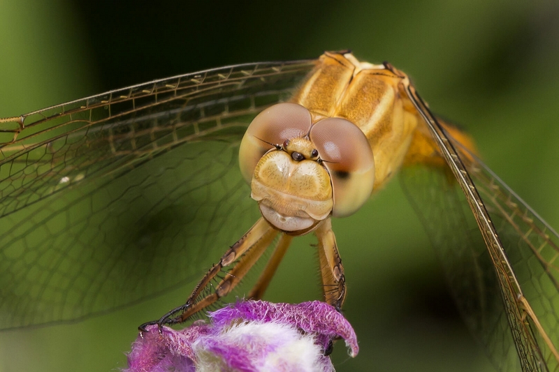 Honour For Digital 43 Dragonfly Closeup By Eligia Sword