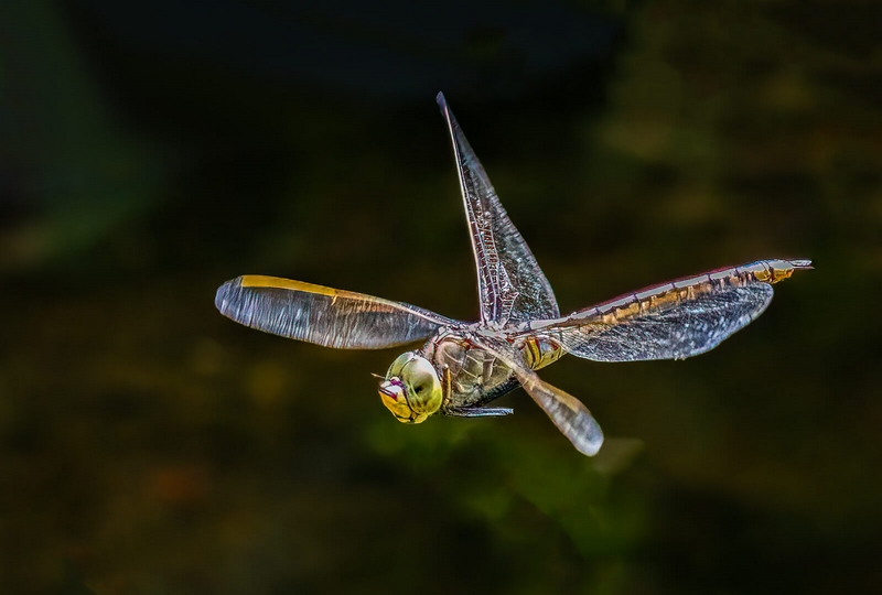 Honour For Digital Dragonfly In Flight By Lekha Suraweera