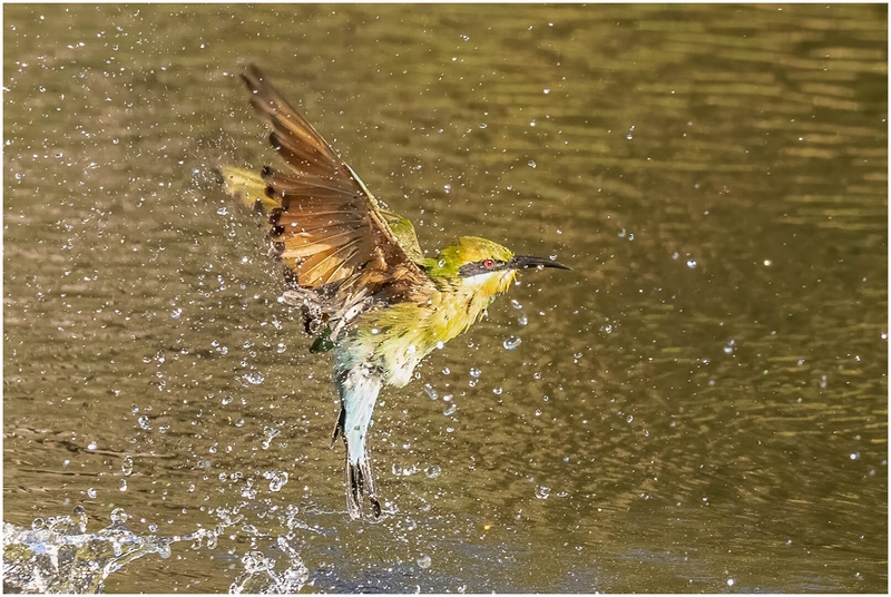 Honour For Digital Loving The Water By Kerri Anne Cook