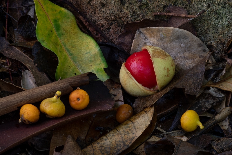 Merit For Digital Forest Floor Still Life By Susan Chisholm