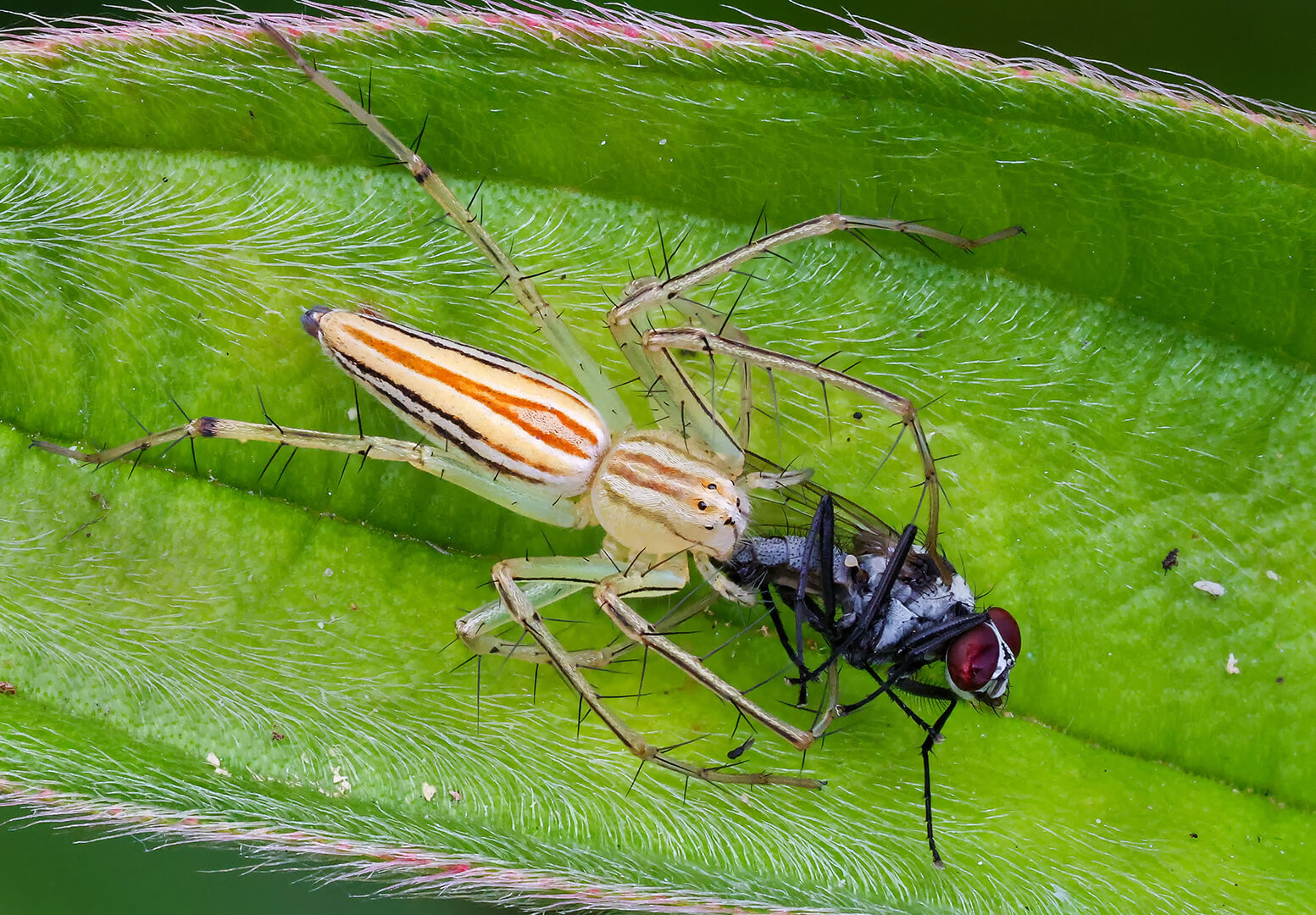 Honour For Digital Lynx Spider And Fly By Ann Smallegange