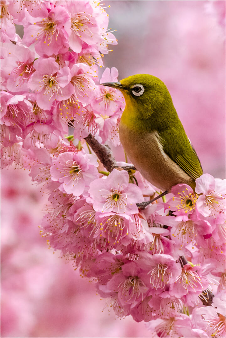 Honour For Digital Whiteeye In The Blossom By Chris Seen