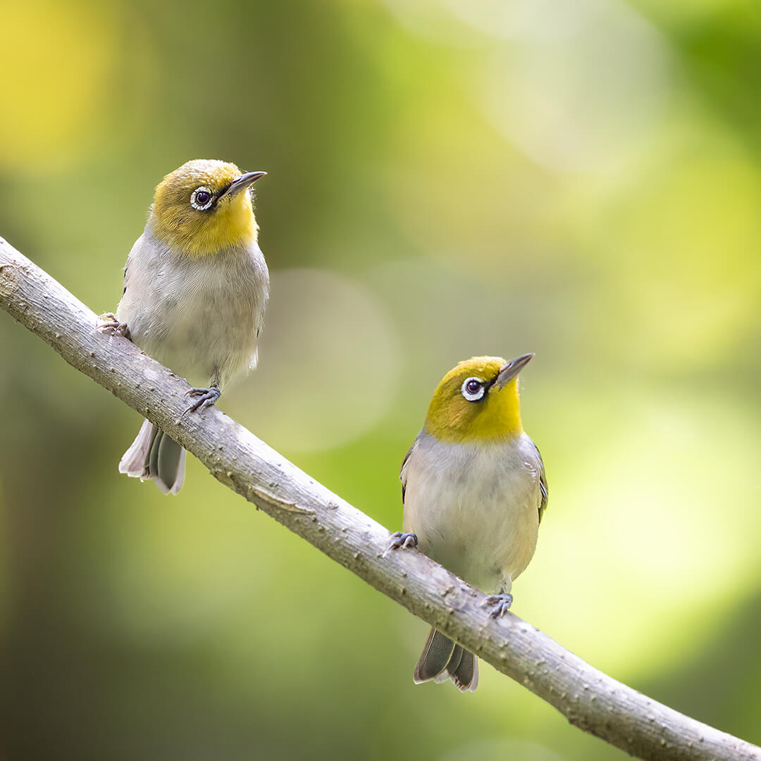 Merit For Digital Feathered Twins By Kerri Anne Cook