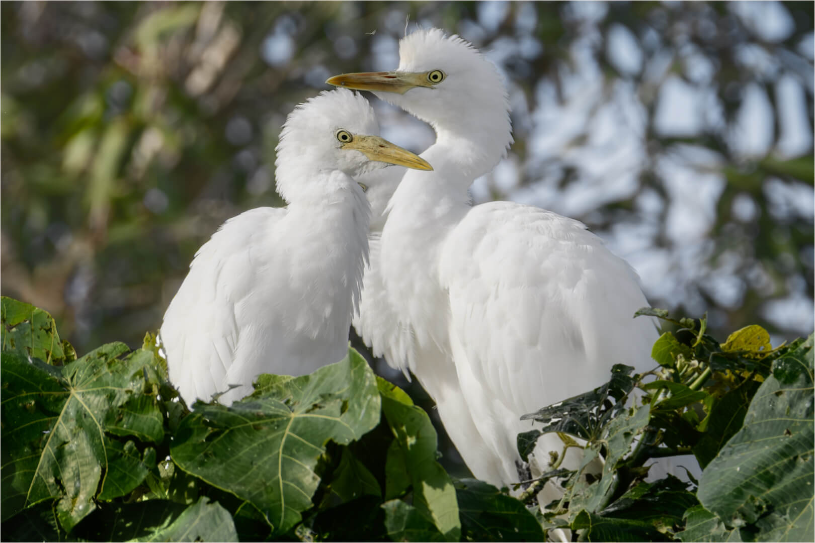 Merit For Print 42 Young Egrets By Suzanne Edgeworth