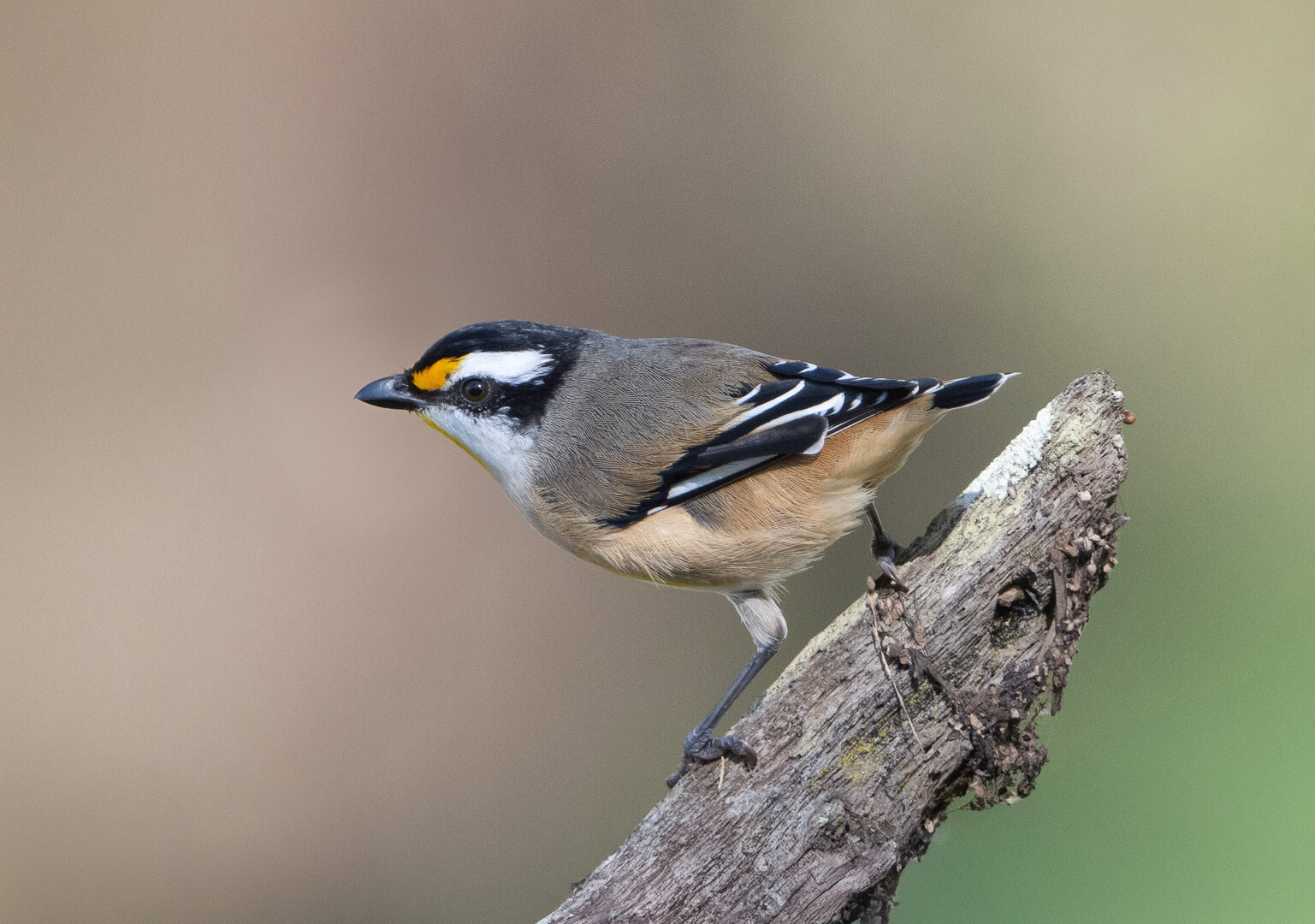 Honour For Digital Striated Pardalote By Alan Wigginton