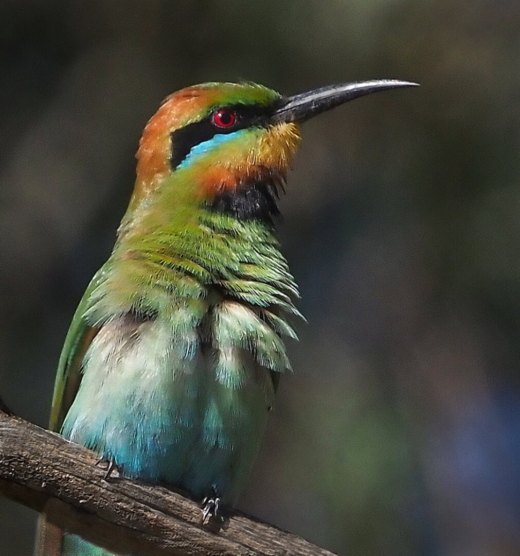 Merit For Digital A65 Bee Eater  By Joyce Metassa