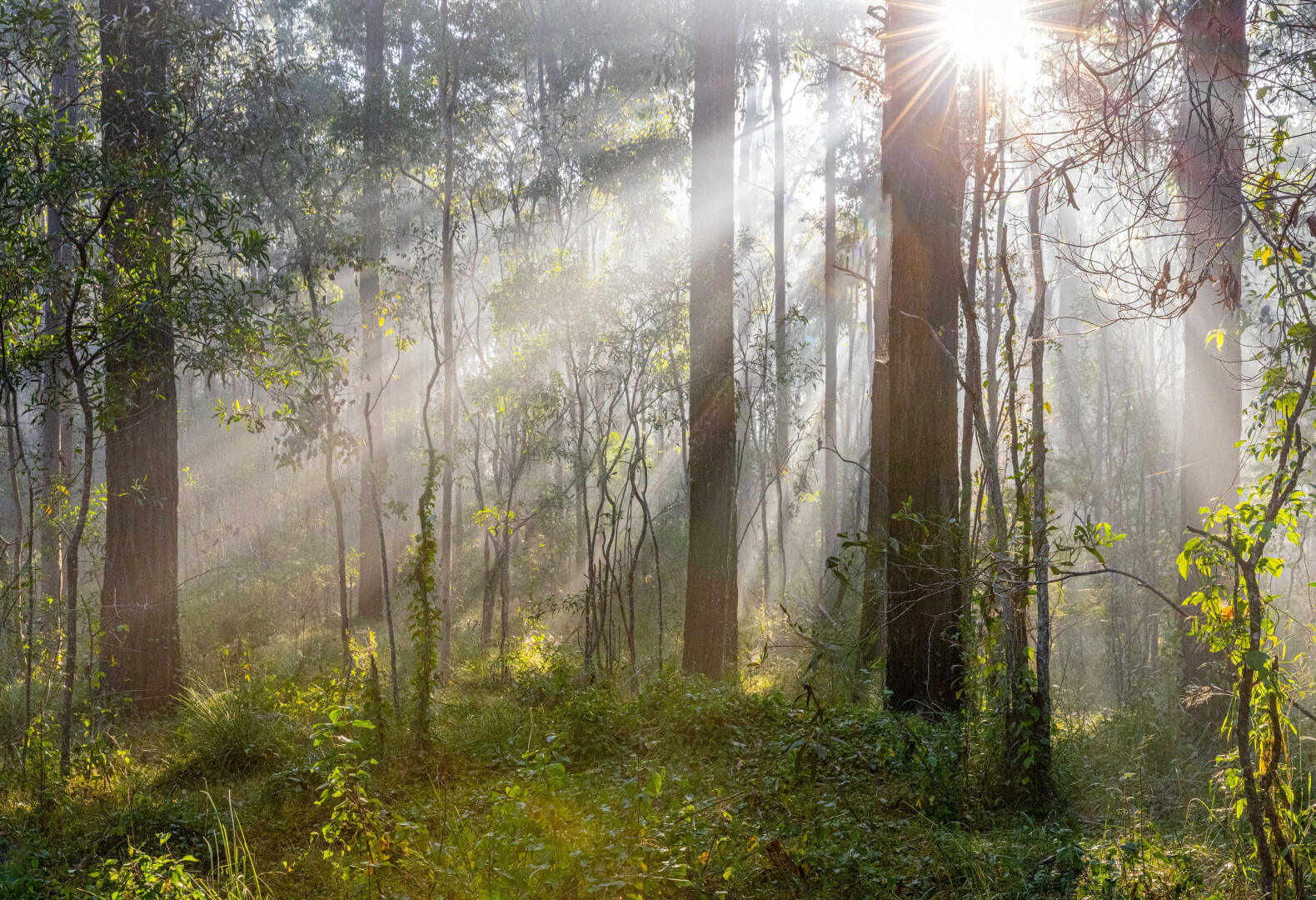 Merit For Digital Beautiful Morning By Shuying Jiang