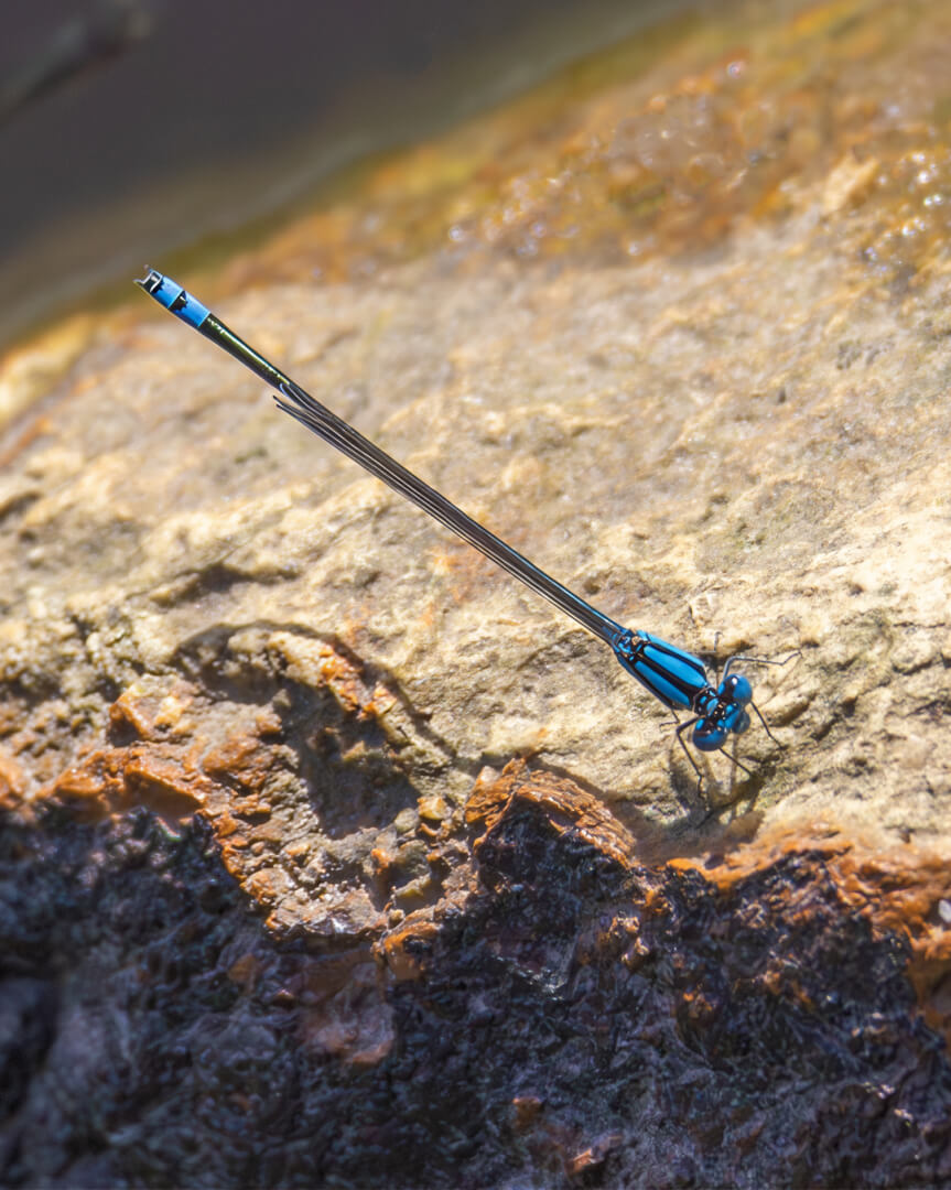 Merit For Digital Pond Dweller 2 By Wendy Buick