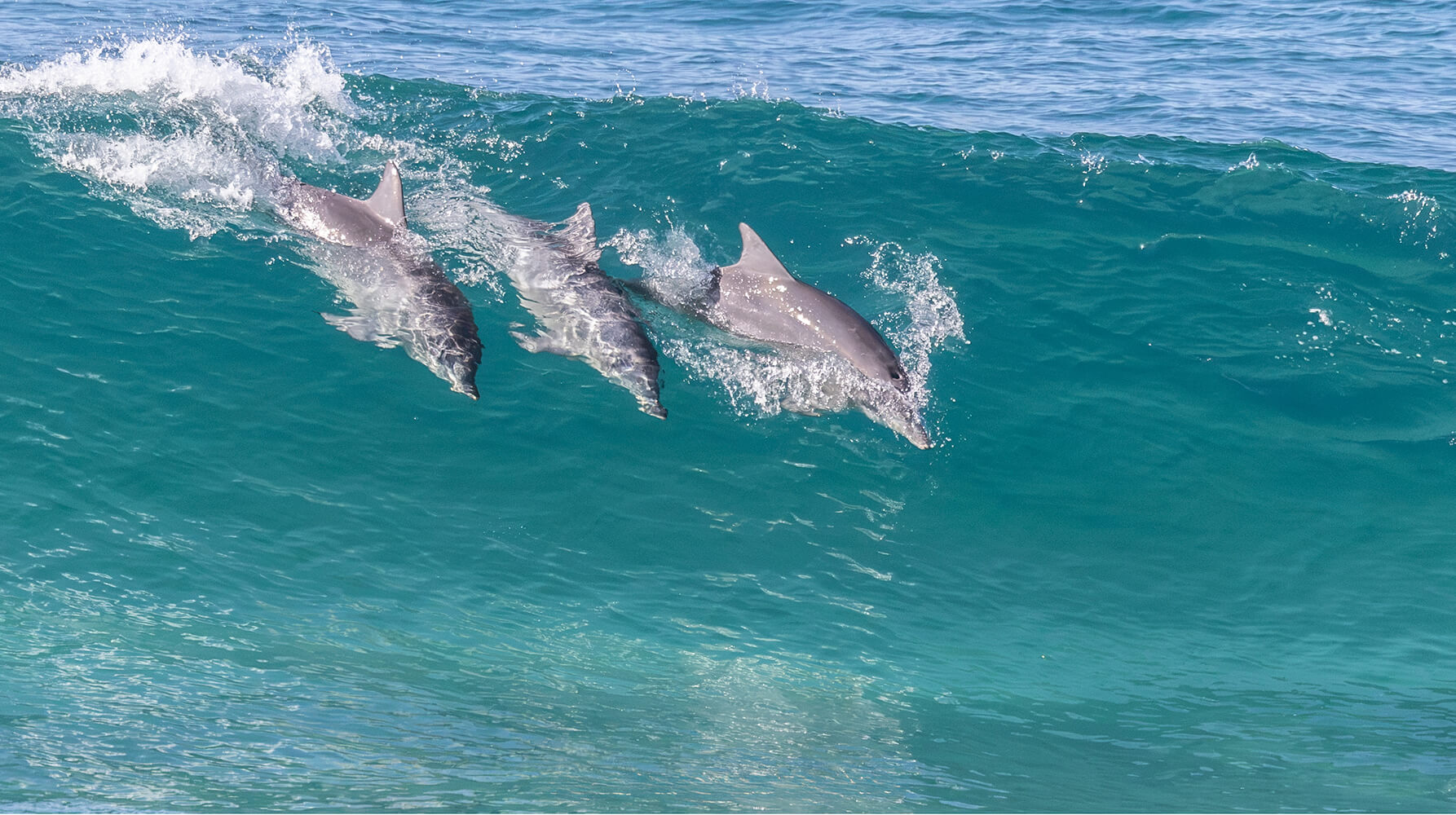 Merit For Digital Wave Riders By Kerri Anne Cook