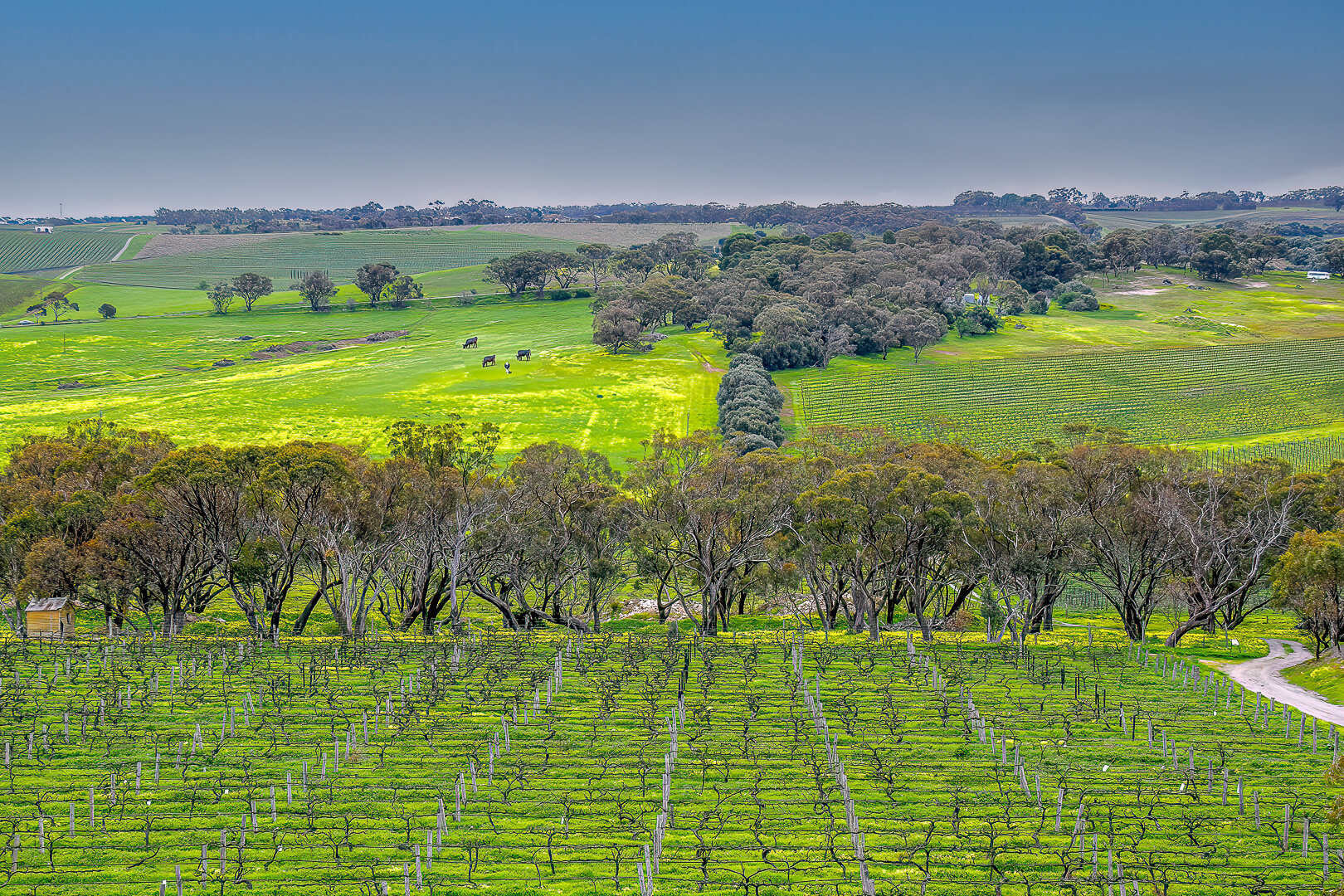 Merit For Print  Rolling Plains In Adelaide Hills  By Swarna Wijesekera