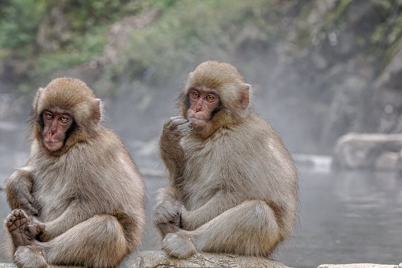 Merit For Print Snow Monkeys From Japan By Swarna Wijesekera