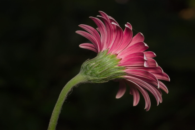 Honour For Pink Gerbera By Liann Haaima