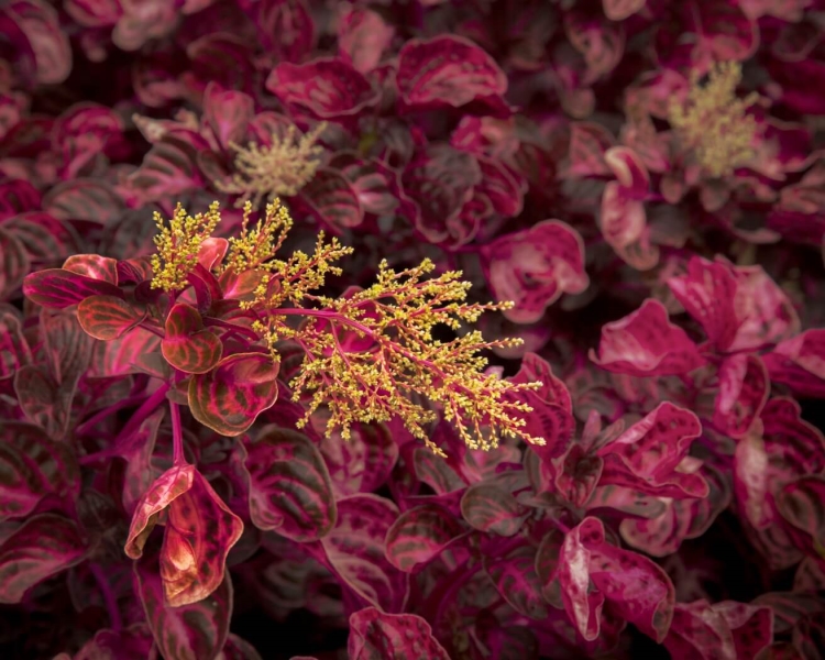 Honour For Red Plant With Yellow Flowers By Sam Fernando