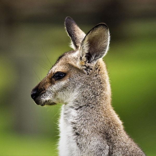 Honour For Skippy By Gary Earl