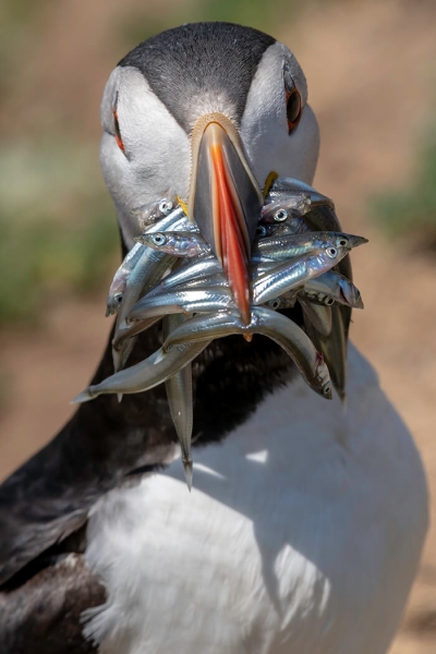 Honour For Skomer Puffin By Jefferey Mott