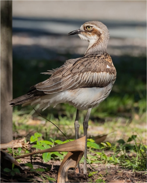 Merit For Bush Stone Curlew At Our Camp By Russell Dickson