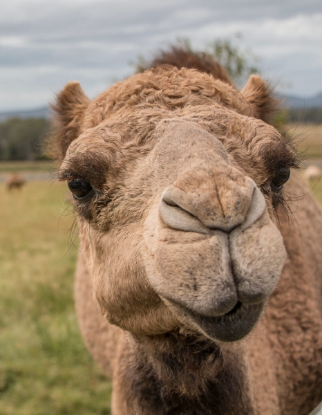 Merit For Camel Portrait By Cheryl Profke